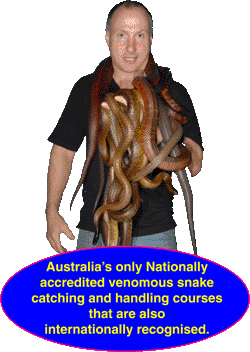 Venomous snake handling courses Melbourne